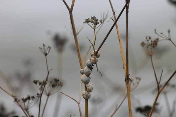 Welche Rolle spielen grüne Dächer bei der Reduktion städtischer Wärmeinseln?